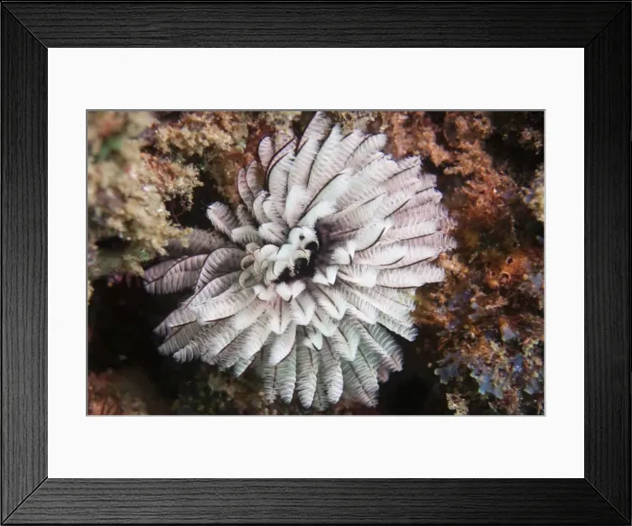 Framed Print : Fan worm, Mozambique, Africa Framed Print : Fan worm, Mozambique, Africa