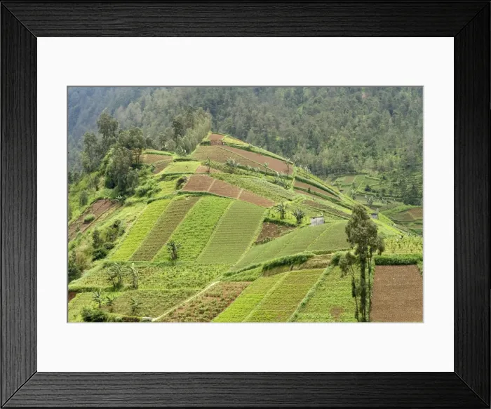 Framed Print : Fertile hills in central Java covered with tiny smallholdings growing vegetables, higher forested hills in the distance, Java, Indonesia, Southeast Asia, Asia Framed Print : Fertile hills in central Java covered with tiny smallholdings growing vegetables, higher forested hills in the distance, Java, Indonesia, Southeast Asia, Asia