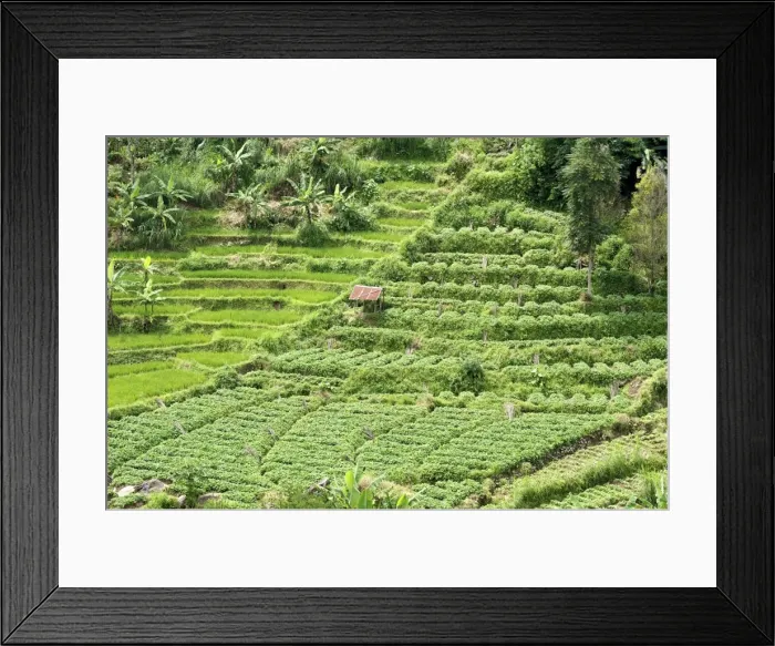 Framed Print : Terraced rice paddy and vegetables growing on the fertile sloping hills of central Java, Surakarta district, Java, Indonesia, Southeast Asia, Asia Framed Print : Terraced rice paddy and vegetables growing on the fertile sloping hills of central Java, Surakarta district, Java, Indonesia, Southeast Asia, Asia