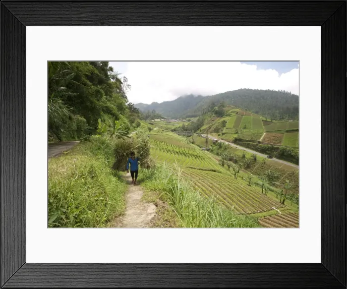 Framed Print : Man walking carrying heavy bundles of rice straw past fertile smallholdings full of vegetables on the slopes central Java, Indonesia, Southeast Asia, Asia Framed Print : Man walking carrying heavy bundles of rice straw past fertile smallholdings full of vegetables on the slopes central Java, Indonesia, Southeast Asia, Asia
