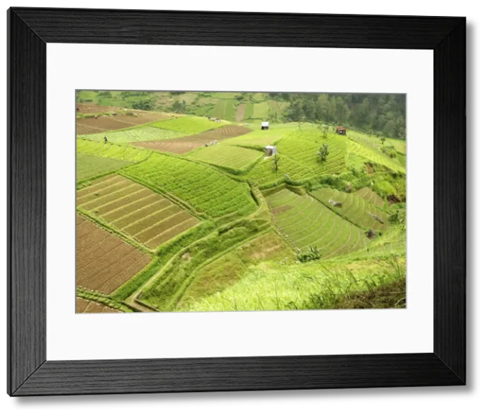 Framed Print : Fertile carefully tended smallholdings full of vegetables covering the sloping hills in central Java, Surakarta district, Java, Indonesia, Southeast Asia, Asia Framed Print : Fertile carefully tended smallholdings full of vegetables covering the sloping hills in central Java, Surakarta district, Java, Indonesia, Southeast Asia, Asia