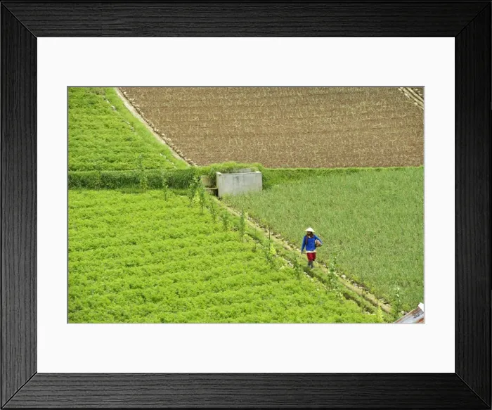 Framed Print : Farmer surveying his smallholding walking along irrigation ridge in the fertile hills of central Java, Surakarta district, Java, Indonesia, Southeast Asia, Asia Framed Print : Farmer surveying his smallholding walking along irrigation ridge in the fertile hills of central Java, Surakarta district, Java, Indonesia, Southeast Asia, Asia