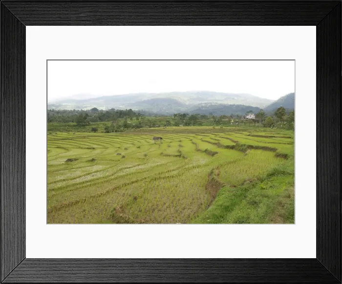 Framed Print : Rice paddy fields in shallow terraces, Surakarta district, Solo River valley, Java, Indonesia, Southeast Asia, Asia Framed Print : Rice paddy fields in shallow terraces, Surakarta district, Solo River valley, Java, Indonesia, Southeast Asia, Asia