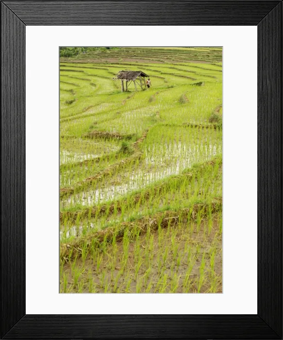 Framed Print : Farmer leaving tiny shack in rice paddy fields laid in shallow terraces, Surakarta district, Solo river valley, Java, Indonesia, Southeast Asia, Asia Framed Print : Farmer leaving tiny shack in rice paddy fields laid in shallow terraces, Surakarta district, Solo river valley, Java, Indonesia, Southeast Asia, Asia