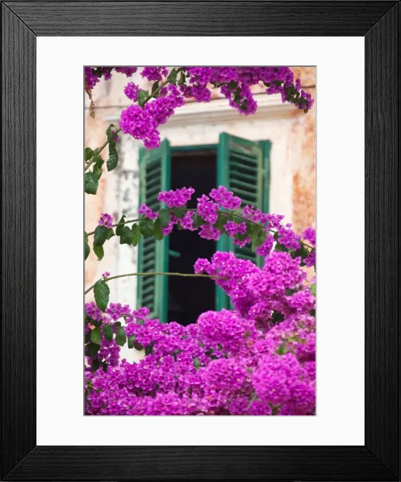 Framed Print : Shuttered window and blossom, Cavtat, Dubrovnik Riviera, Dalmatian Coast, Dalmatia, Croatia, Europe Framed Print : Shuttered window and blossom, Cavtat, Dubrovnik Riviera, Dalmatian Coast, Dalmatia, Croatia, Europe