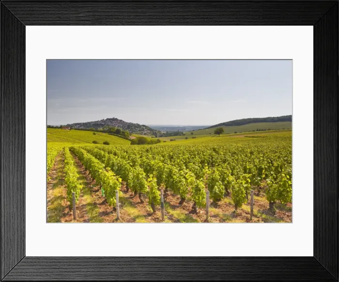 Framed Print : The vineyards of Sancerre in the Loire Valley, Cher, Centre, France, Europe Framed Print : The vineyards of Sancerre in the Loire Valley, Cher, Centre, France, Europe