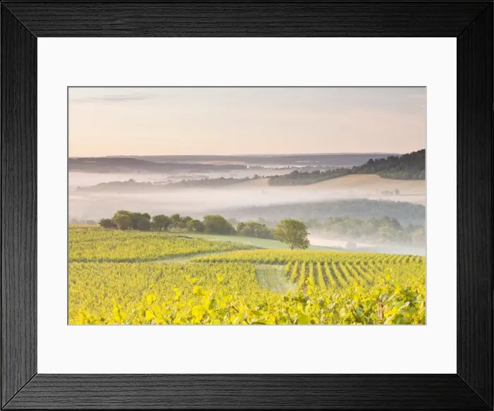 Framed Print : Vineyards near to Vezelay during a misty dawn, Burgundy, France, Europe Framed Print : Vineyards near to Vezelay during a misty dawn, Burgundy, France, Europe