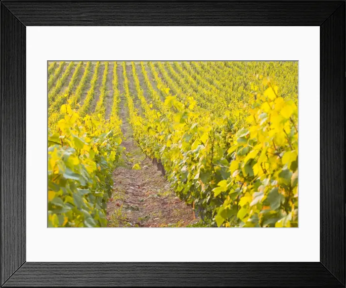 Framed Print : Rows of grape vines in vineyard near to Vezelay in Burgundy, France, Europe Framed Print : Rows of grape vines in vineyard near to Vezelay in Burgundy, France, Europe