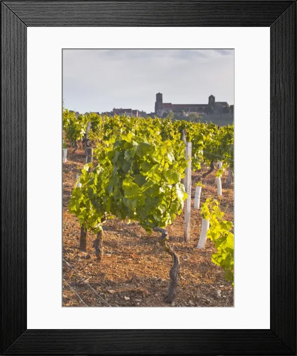 Framed Print : Vineyards below the hilltop village of Vezelay in Burgundy, France, Europe Framed Print : Vineyards below the hilltop village of Vezelay in Burgundy, France, Europe