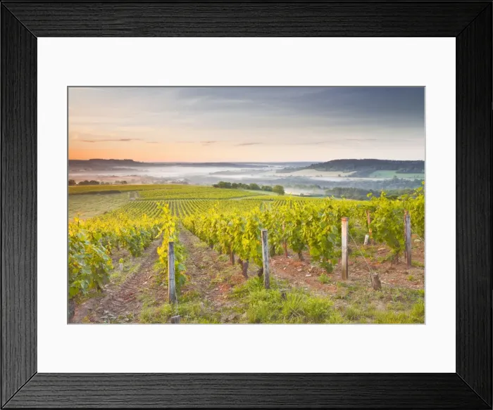 Framed Print : Vineyards near to Vezelay during a misty dawn, Burgundy, France, Europe Framed Print : Vineyards near to Vezelay during a misty dawn, Burgundy, France, Europe