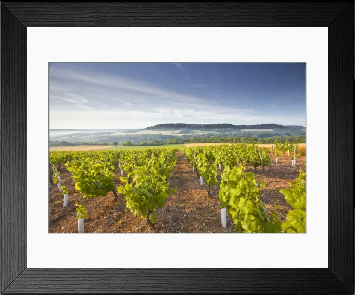 Framed Print : Vineyards below the hilltop village of Vezelay in Burgundy, France, Europe Framed Print : Vineyards below the hilltop village of Vezelay in Burgundy, France, Europe