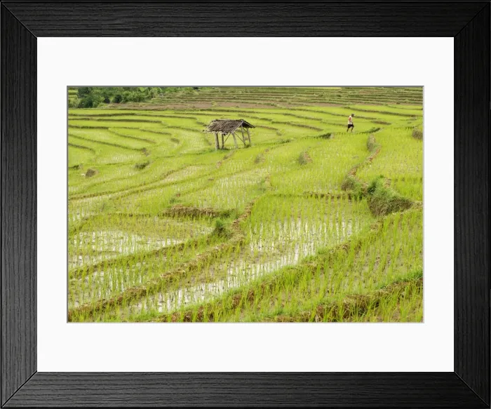Framed Print : Farmer in rice paddy fields laid in shallow terraces, Surakarta district, Solo river valley, Java, Indonesia, Southeast Asia, Asia Framed Print : Farmer in rice paddy fields laid in shallow terraces, Surakarta district, Solo river valley, Java, Indonesia, Southeast Asia, Asia