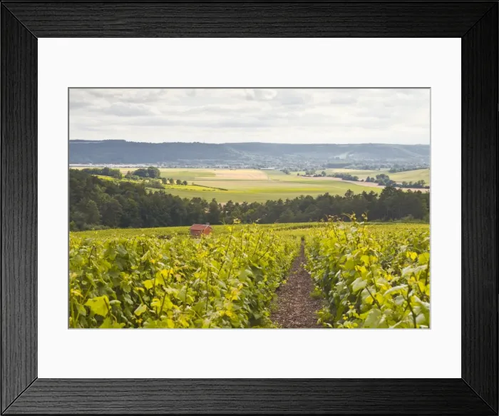 Framed Print : Champagne vineyards in the Cote des Bar area of Aube, Champagne-Ardennes, France, Europe Framed Print : Champagne vineyards in the Cote des Bar area of Aube, Champagne-Ardennes, France, Europe