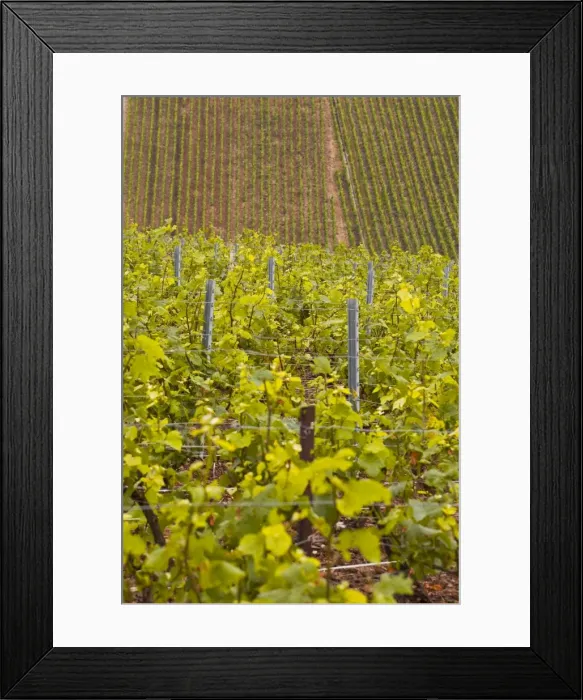 Framed Print : Champagne vineyards near to Les Riceys in the Cote des Bar area of the Aube department, Champagne-Ardennes, France, Europe Framed Print : Champagne vineyards near to Les Riceys in the Cote des Bar area of the Aube department, Champagne-Ardennes, France, Europe