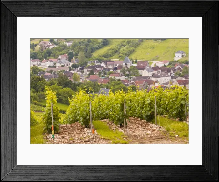 Framed Print : Champagne vineyards near to Balnot-sur-Laignes in the Cote des Bar area of the Aube department, Champagne-Ardennes, France, Europe