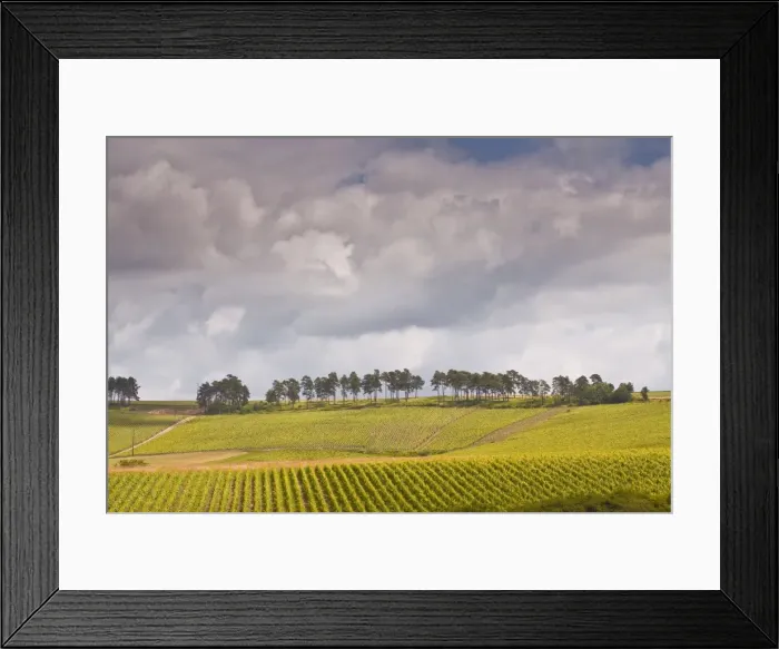 Framed Print : Champagne vineyards above the village of Noe les Mallets in the Cote des Bar area of Aube, Champagne-Ardennes, France, Europe Framed Print : Champagne vineyards above the village of Noe les Mallets in the Cote des Bar area of Aube, Champagne-Ardennes, France, Europe