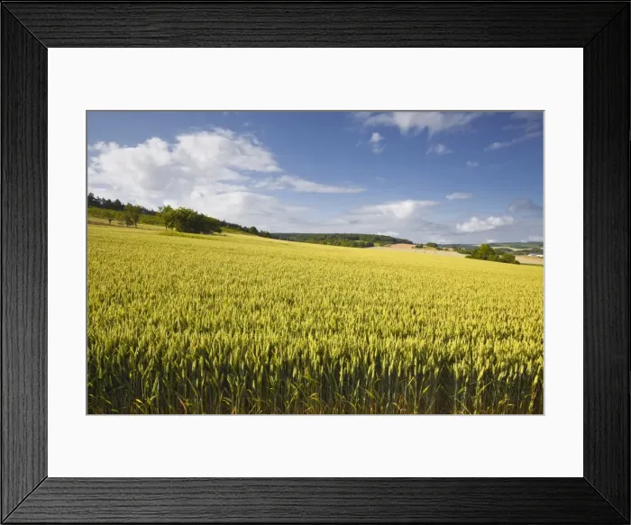 Framed Print : A wheat field in the Champagne area, France, Europe Framed Print : A wheat field in the Champagne area, France, Europe