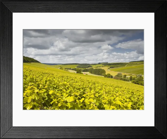 Framed Print : Champagne vineyards above the village of Viviers sur Artaut in the Cote des Bar area of the Aube department, Champagne-Ardennes, France, Europe Framed Print : Champagne vineyards above the village of Viviers sur Artaut in the Cote des Bar area of the Aube department, Champagne-Ardennes, France, Europe