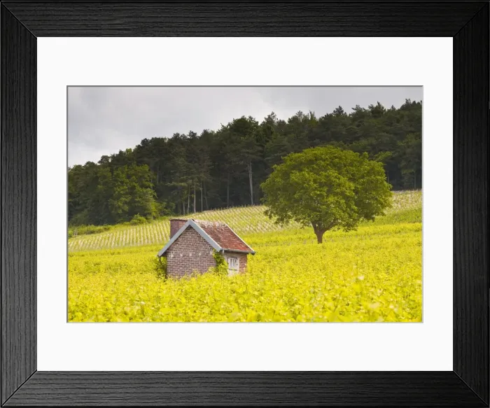 Framed Print : Champagne vineyards in the Cote des Bar area of the Aube department, Champagne-Ardennes, France, Europe Framed Print : Champagne vineyards in the Cote des Bar area of the Aube department, Champagne-Ardennes, France, Europe