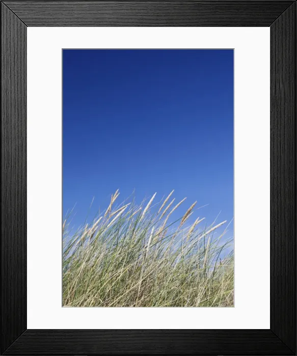 Framed Print : Grass and blue sky, Sylt Island, Schleswig Holstein, Germany, Europe Framed Print : Grass and blue sky, Sylt Island, Schleswig Holstein, Germany, Europe