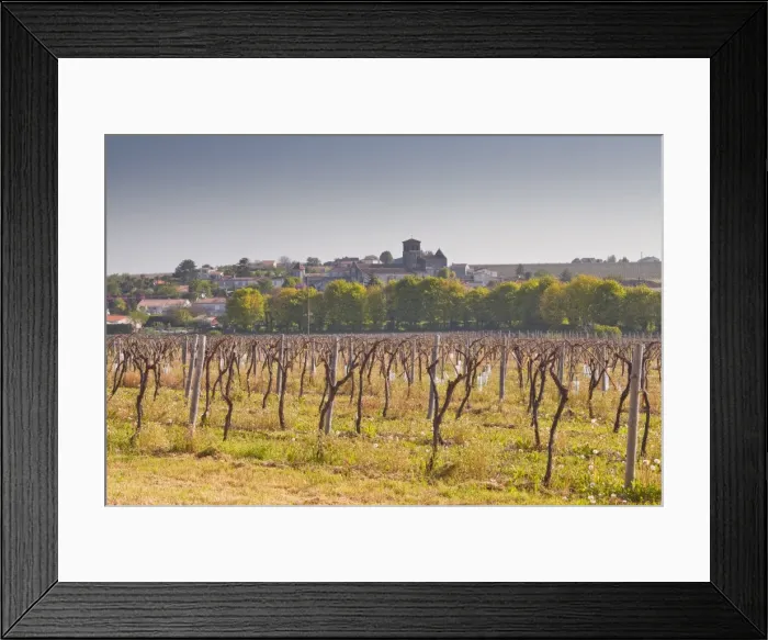 Framed Print : Cognac vineyards near to the village of Juillac le Coq, Charente, France, Europe Framed Print : Cognac vineyards near to the village of Juillac le Coq, Charente, France, Europe