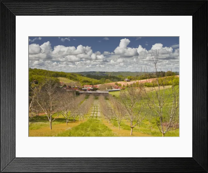 Framed Print : Walnut trees amongst the Dordogne countryside of south western France, Europe Framed Print : Walnut trees amongst the Dordogne countryside of south western France, Europe