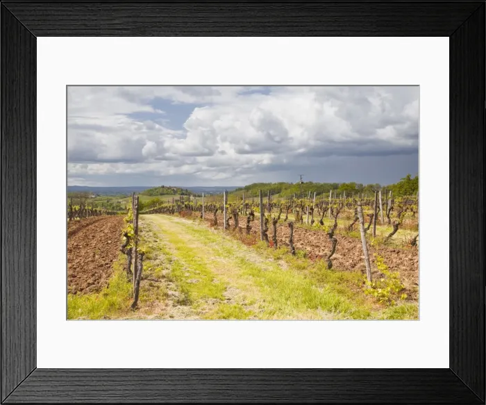 Framed Print : Vineyards in the Bergerac area, Dordogne, France, Europe Framed Print : Vineyards in the Bergerac area, Dordogne, France, Europe