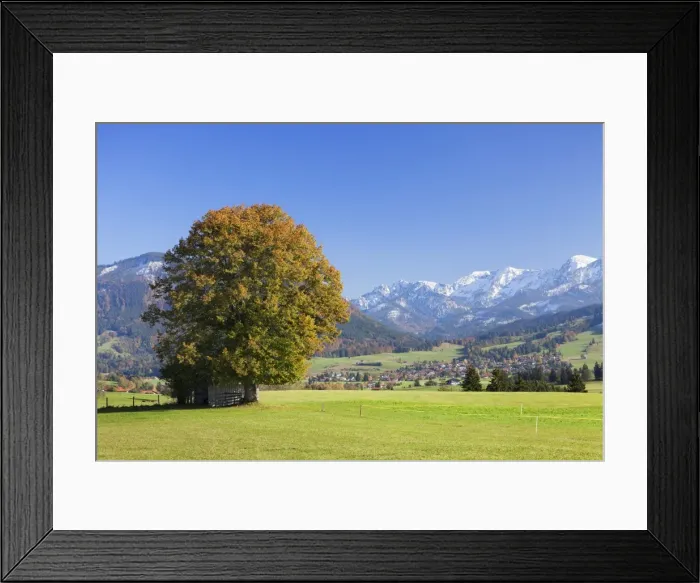 Framed Print : Single tree in autumn, Allgau, Bavaria, Germany, Europe Framed Print : Single tree in autumn, Allgau, Bavaria, Germany, Europe