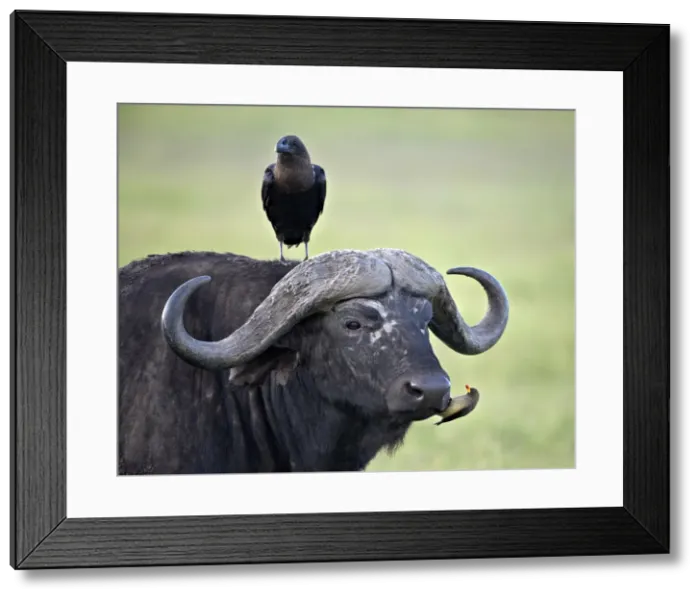 Framed Print : Cape Buffalo (African buffalo) (Syncerus caffer), white-naped raven (white-necked raven) (Corvus albicollis) and a yellow-billed oxpecker (Buphagus africanus), Ngorongoro Crater, Tanzania, East Africa, Africa Framed Print : Cape Buffalo (African buffalo) (Syncerus caffer), white-naped raven (white-necked raven) (Corvus albicollis) and a yellow-billed oxpecker (Buphagus africanus), Ngorongoro Crater, Tanzania, East Africa, Africa