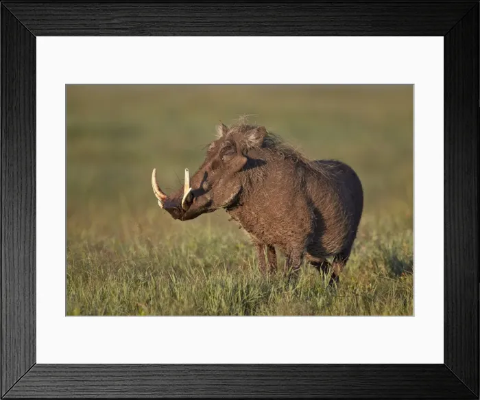 Framed Print : Male warthog (Phacochoerus aethiopicus), Ngorongoro Crater, Tanzania, East Africa, Africa Framed Print : Male warthog (Phacochoerus aethiopicus), Ngorongoro Crater, Tanzania, East Africa, Africa