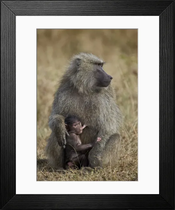 Framed Print : Olive baboon (Papio cynocephalus anubis) nursing, Serengeti National Park, Tanzania, East Africa, Africa Framed Print : Olive baboon (Papio cynocephalus anubis) nursing, Serengeti National Park, Tanzania, East Africa, Africa