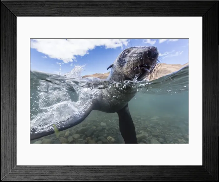 Framed Print : Antarctic fur seal (Arctocephalus gazella) pup underwater in Stromness Bay, South Georgia, South Atlantic Ocean, Polar Regions Framed Print : Antarctic fur seal (Arctocephalus gazella) pup underwater in Stromness Bay, South Georgia, South Atlantic Ocean, Polar Regions