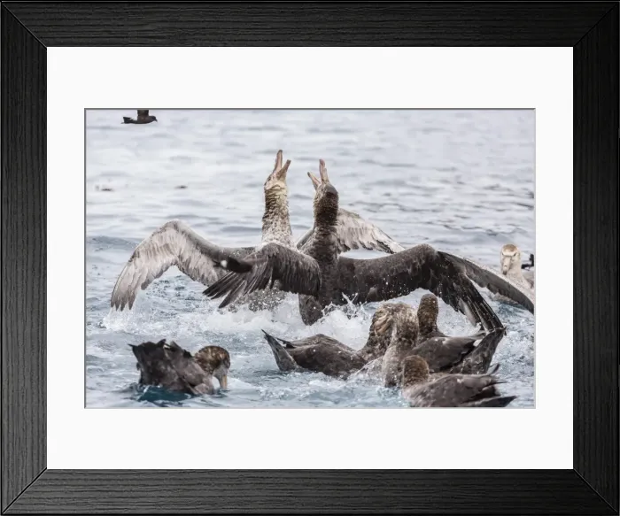 Framed Print : Adult northern giant petrels (Macronectes halli) fighting over a dead seal pup in Elsehul Bay, South Georgia, South Atlantic Ocean, Polar Regions Framed Print : Adult northern giant petrels (Macronectes halli) fighting over a dead seal pup in Elsehul Bay, South Georgia, South Atlantic Ocean, Polar Regions