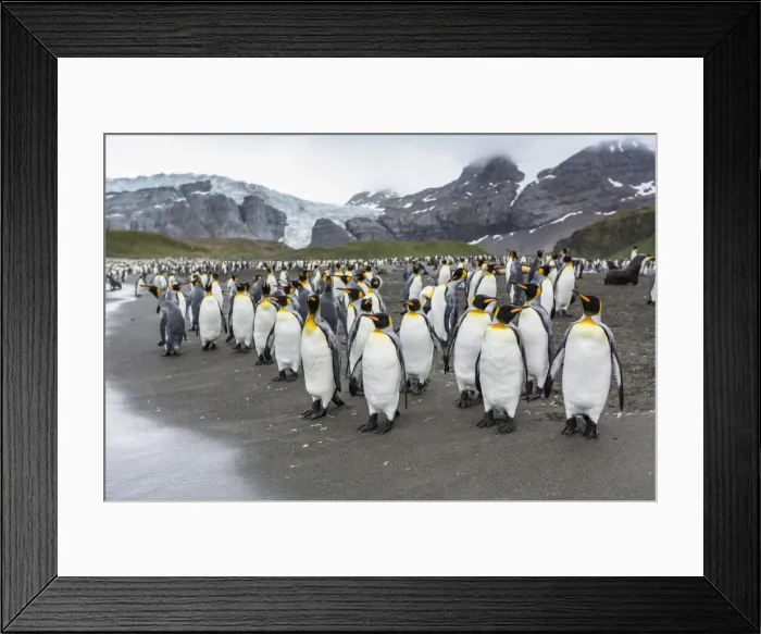 Framed Print : King penguins (Aptenodytes patagonicus) breeding and nesting colony at Gold Harbour, South Georgia, South Atlantic Ocean, Polar Regions Framed Print : King penguins (Aptenodytes patagonicus) breeding and nesting colony at Gold Harbour, South Georgia, South Atlantic Ocean, Polar Regions