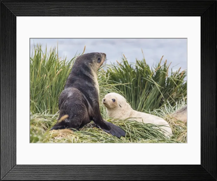 Framed Print : Leucistic Antarctic fur seal (Arctocephalus gazella) pup, Prion Island, Bay of Isles, South Georgia, South Atlantic Ocean, Polar Regions Framed Print : Leucistic Antarctic fur seal (Arctocephalus gazella) pup, Prion Island, Bay of Isles, South Georgia, South Atlantic Ocean, Polar Regions