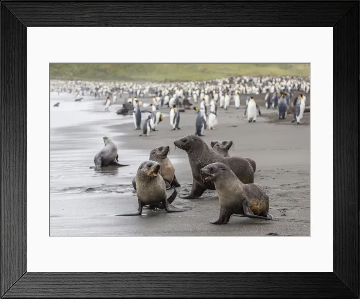 Framed Print : Antarctic fur seal (Arctocephalus gazella) pups, Gold Harbour, South Georgia, South Atlantic Ocean, Polar Regions Framed Print : Antarctic fur seal (Arctocephalus gazella) pups, Gold Harbour, South Georgia, South Atlantic Ocean, Polar Regions