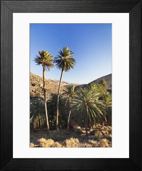 Framed Print : Palm trees, Barranco de la Madre de Agua, near Ajuy, Fuerteventura, Canary Islands, Spain, Atlantic, Europe Framed Print : Palm trees, Barranco de la Madre de Agua, near Ajuy, Fuerteventura, Canary Islands, Spain, Atlantic, Europe