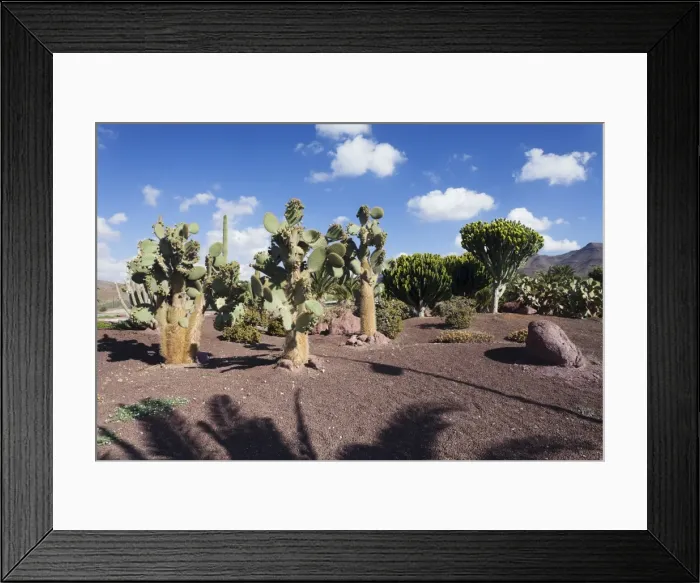 Framed Print : Palms, cactuses and spurge (euphorbia), Las Playitas, Fuerteventura, Canary Islands, Spain, Europe Framed Print : Palms, cactuses and spurge (euphorbia), Las Playitas, Fuerteventura, Canary Islands, Spain, Europe