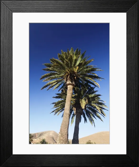 Framed Print : Palm trees, Betancuria, Fuerteventura, Canary Islands, Spain, Atlantic, Europe Framed Print : Palm trees, Betancuria, Fuerteventura, Canary Islands, Spain, Atlantic, Europe