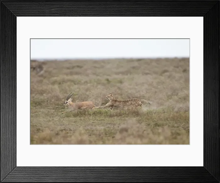 Framed Print : Cheetah (Acinonyx jubatus) chasing a Thomsons gazelle (Gazella thomsonii), Serengeti National Park, Tanzania, East Africa, Africa Framed Print : Cheetah (Acinonyx jubatus) chasing a Thomsons gazelle (Gazella thomsonii), Serengeti National Park, Tanzania, East Africa, Africa