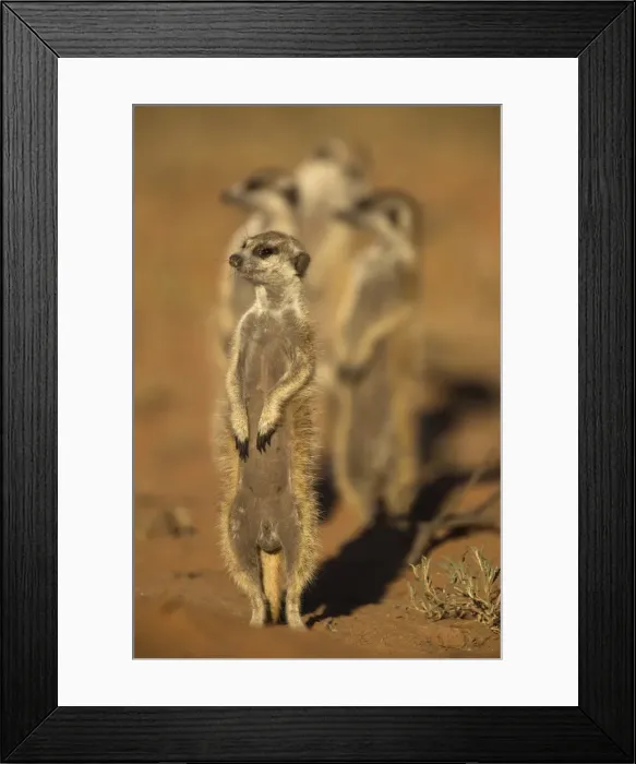 Framed Print : Meerkat (Suricata suricatta), Kgalagadi Transfrontier Park, Northern Cape, South Africa, Africa Framed Print : Meerkat (Suricata suricatta), Kgalagadi Transfrontier Park, Northern Cape, South Africa, Africa