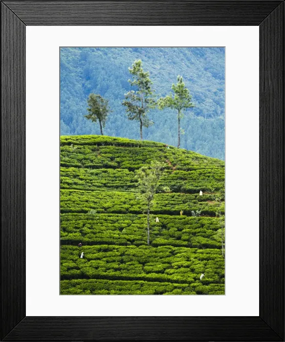 Framed Print : Tea pluckers working at a tea plantation in the the Central Highlands, Nuwara Eliya District, Sri Lanka, Asia Framed Print : Tea pluckers working at a tea plantation in the the Central Highlands, Nuwara Eliya District, Sri Lanka, Asia
