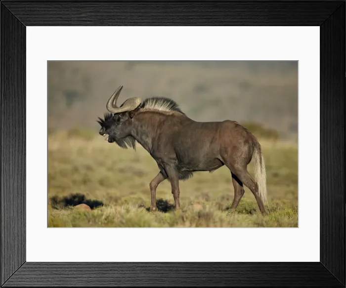 Framed Print : Male black wildebeest (white-tailed gnu (Connochaetes gnou) calling, Mountain Zebra National Park, South Africa, Africa Framed Print : Male black wildebeest (white-tailed gnu (Connochaetes gnou) calling, Mountain Zebra National Park, South Africa, Africa