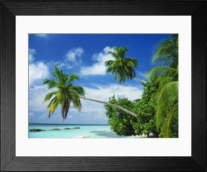 Framed Print : Beach and Palm Trees by the Indian Ocean at Nakatchafushi, North Male Atoll, Maldives Framed Print : Beach and Palm Trees by the Indian Ocean at Nakatchafushi, North Male Atoll, Maldives