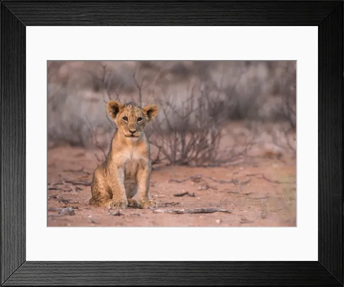 Framed Print : Lion cub (Panthera leo), Kgalagadi Transfrontier Park, South Africa, Africa Framed Print : Lion cub (Panthera leo), Kgalagadi Transfrontier Park, South Africa, Africa