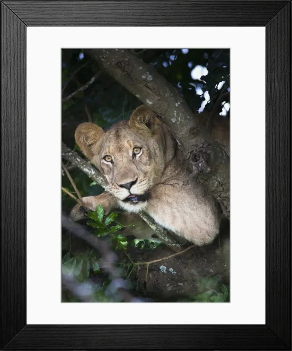 Framed Print : Lion (Panthera leo) in tree, Phinda private game reserve, South Africa, Africa Framed Print : Lion (Panthera leo) in tree, Phinda private game reserve, South Africa, Africa