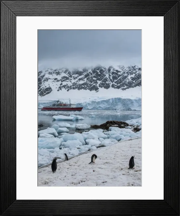 Framed Print : Cruise ship behind a Penguin colony, Neko Habour, Antarctica, Polar Regions Framed Print : Cruise ship behind a Penguin colony, Neko Habour, Antarctica, Polar Regions