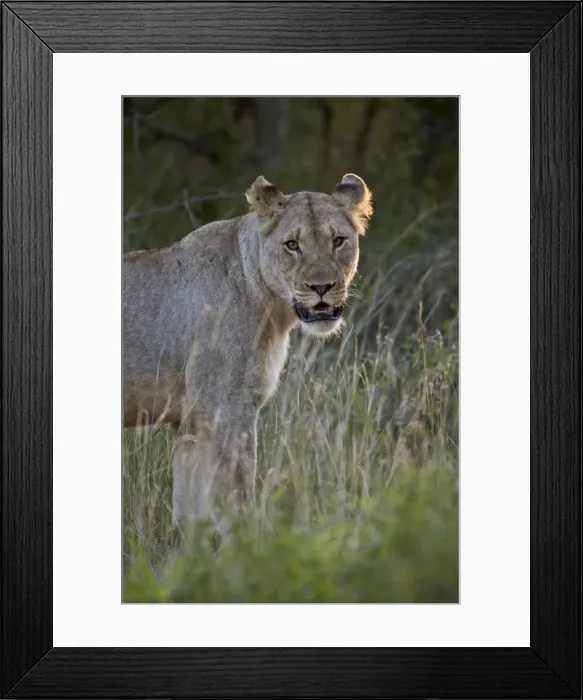Framed Print : Lioness (Panthera leo), Imfolozi Game Reserve, South Africa, Africa Framed Print : Lioness (Panthera leo), Imfolozi Game Reserve, South Africa, Africa