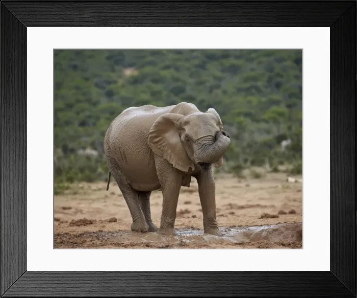 Framed Print : Female African elephant (Loxodonta africana) rubbing her eye while mud bathing, Addo Elephant National Park, South Africa, Africa Framed Print : Female African elephant (Loxodonta africana) rubbing her eye while mud bathing, Addo Elephant National Park, South Africa, Africa