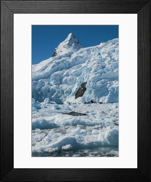 Framed Print : Leopard seal (Hydrurga leptonyx) lying on an ice shelf, Cierva Cove, Antarctica, Polar Regions Framed Print : Leopard seal (Hydrurga leptonyx) lying on an ice shelf, Cierva Cove, Antarctica, Polar Regions